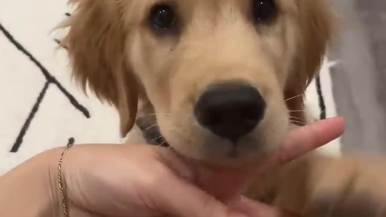 ollie the golden retriever reveal