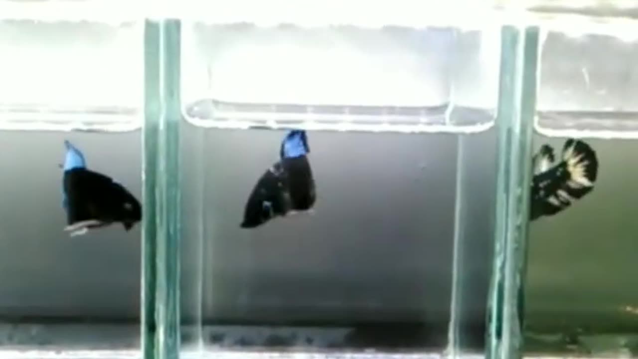 bettafish (ikan cupang)