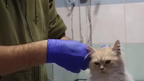 Dog vs cat funny videos