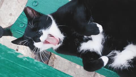 Alovly cat yawnes