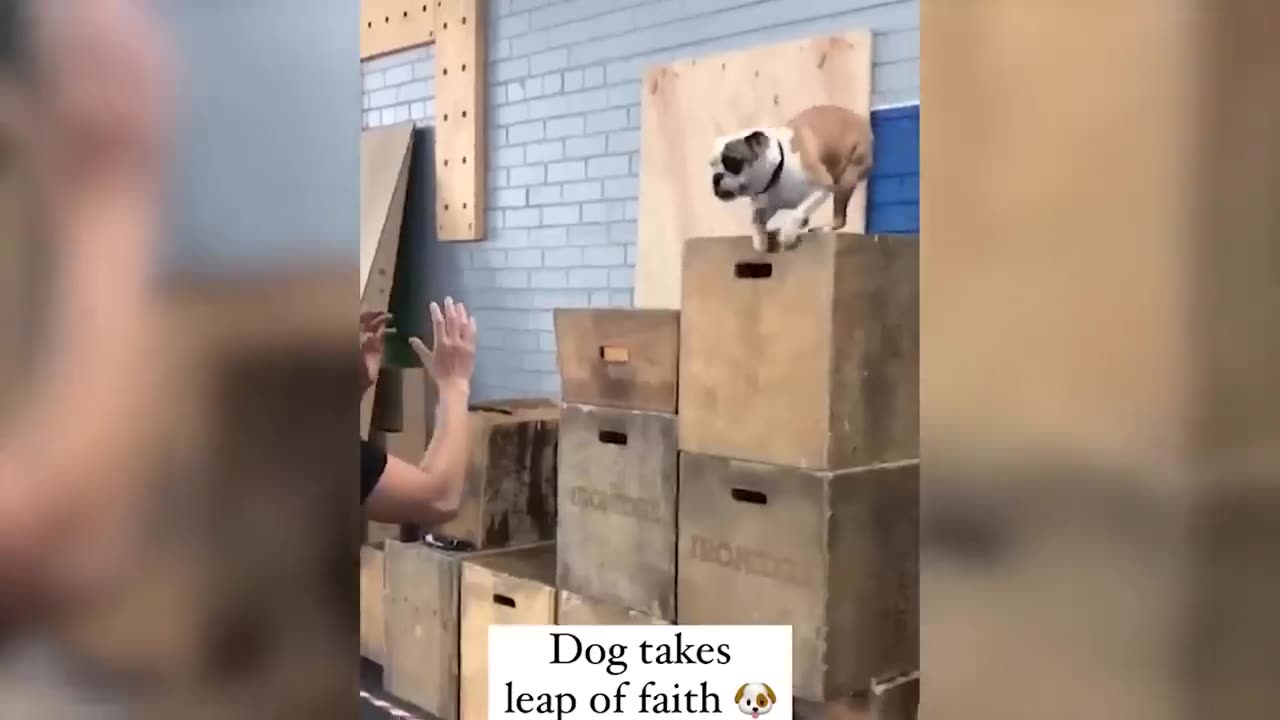 Funniest Animals Video - Best Cats😹 and Dogs🐶 Videos of 2023 !