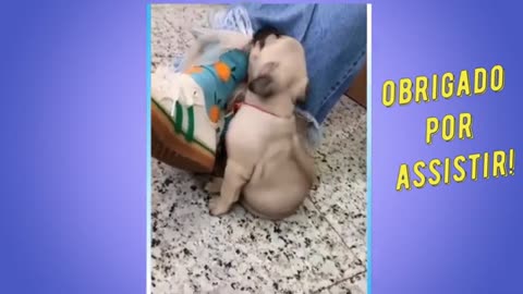 Pets brincalhões