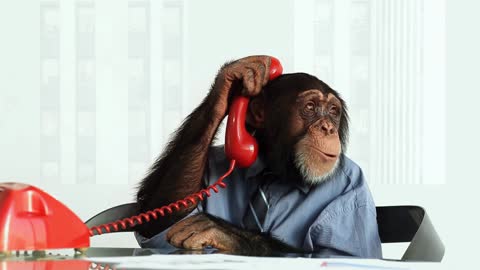 Monkey calling