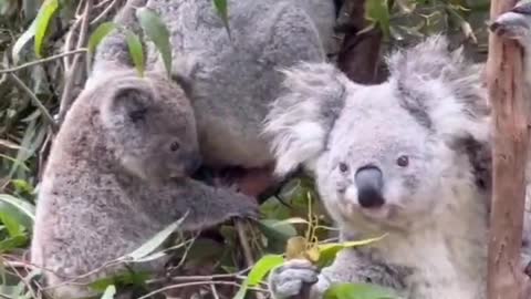 Little Carla plays in her mother's arms