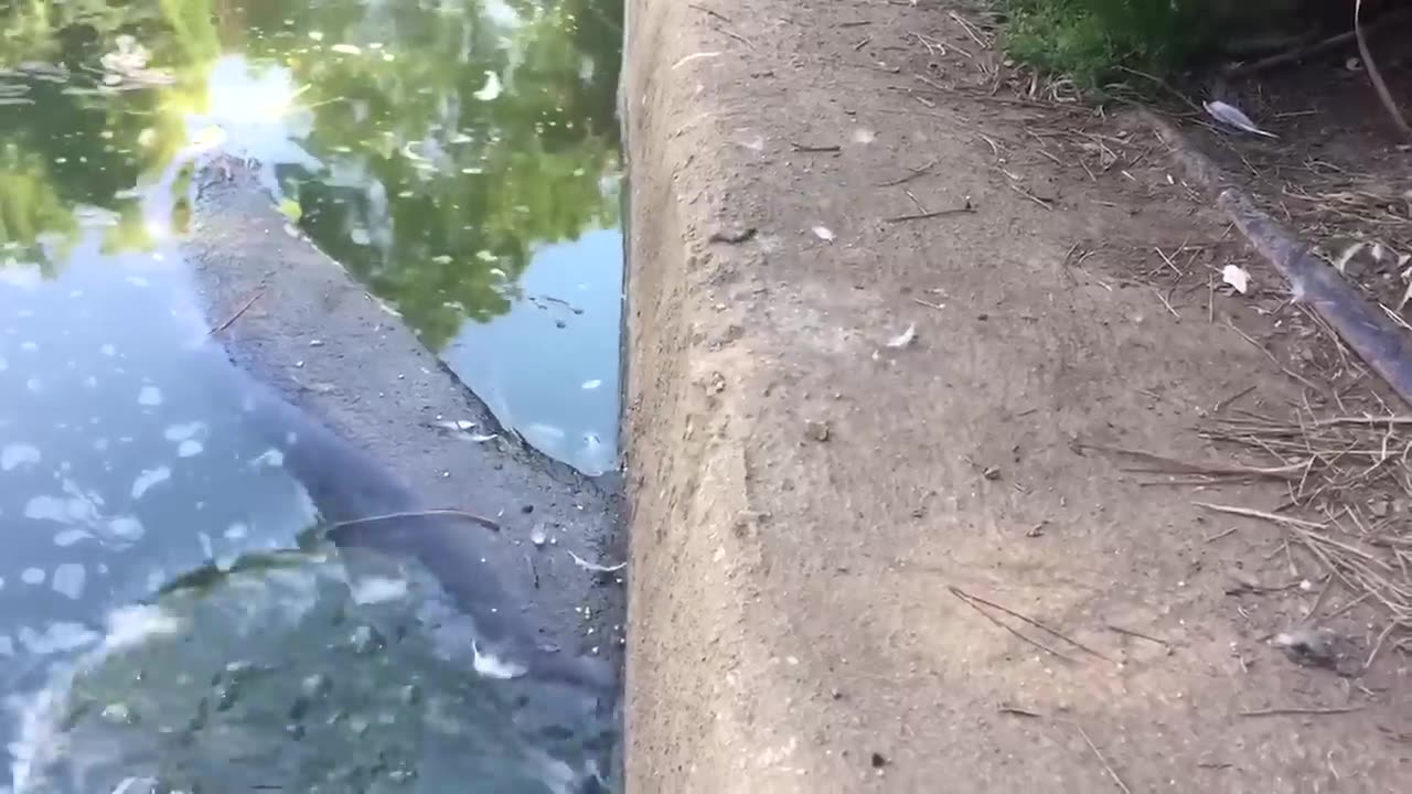 funny video #6