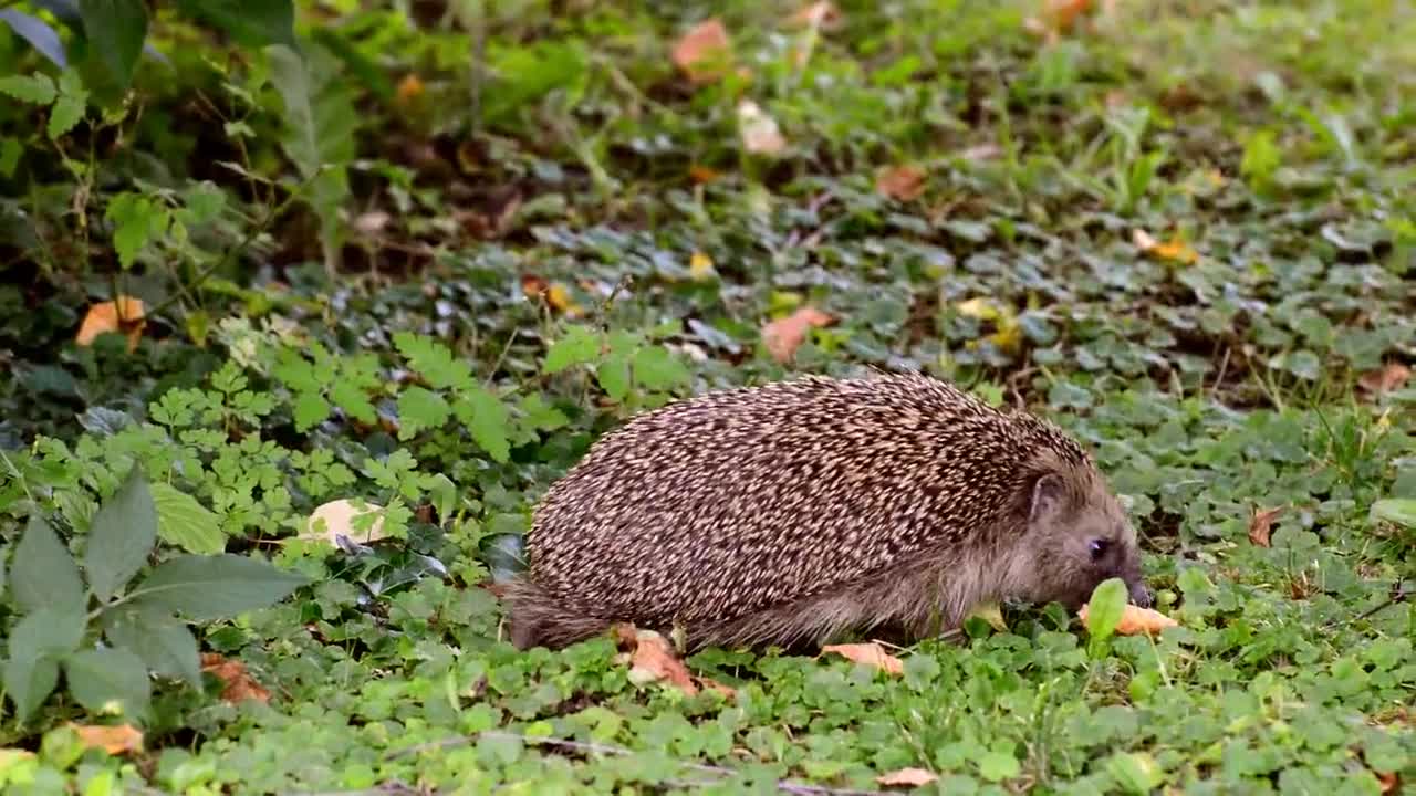 A small hedgehog wandering around in the garden