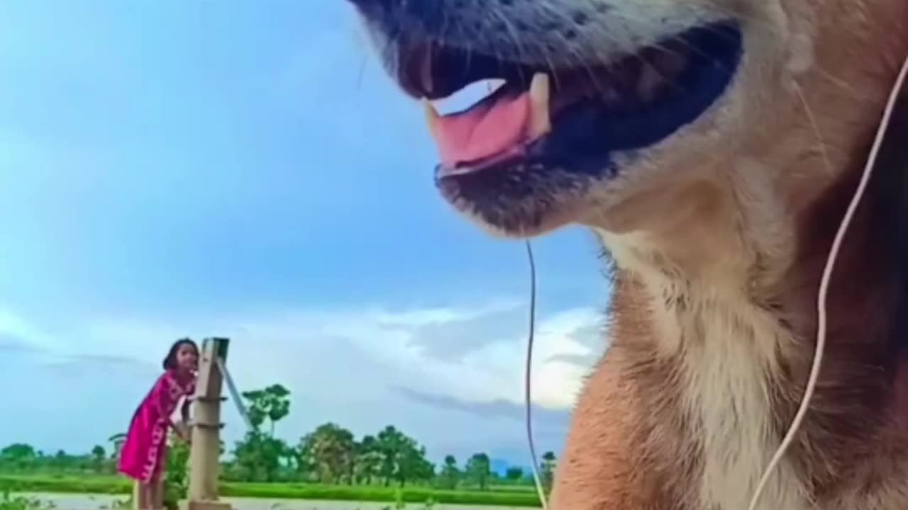 Animal Superb Funny Video 😂