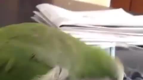 SMART PARROT