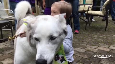 Forever Husky founder Lance Laureys explains one of the dog story