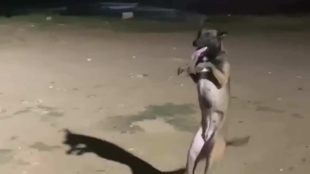 Funny animal