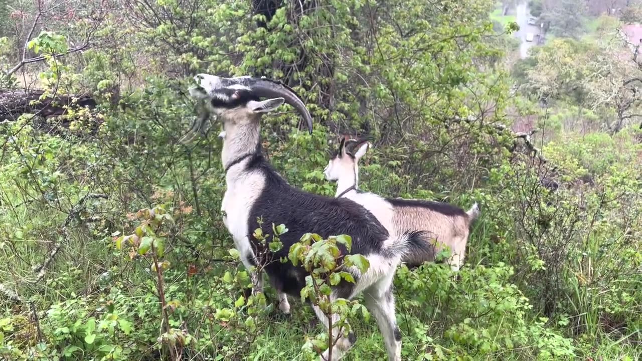 Special goat best breed