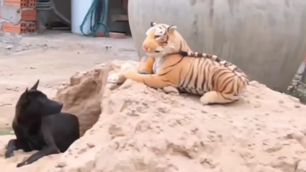 funny fake lion and fake tiger prank to dog 3