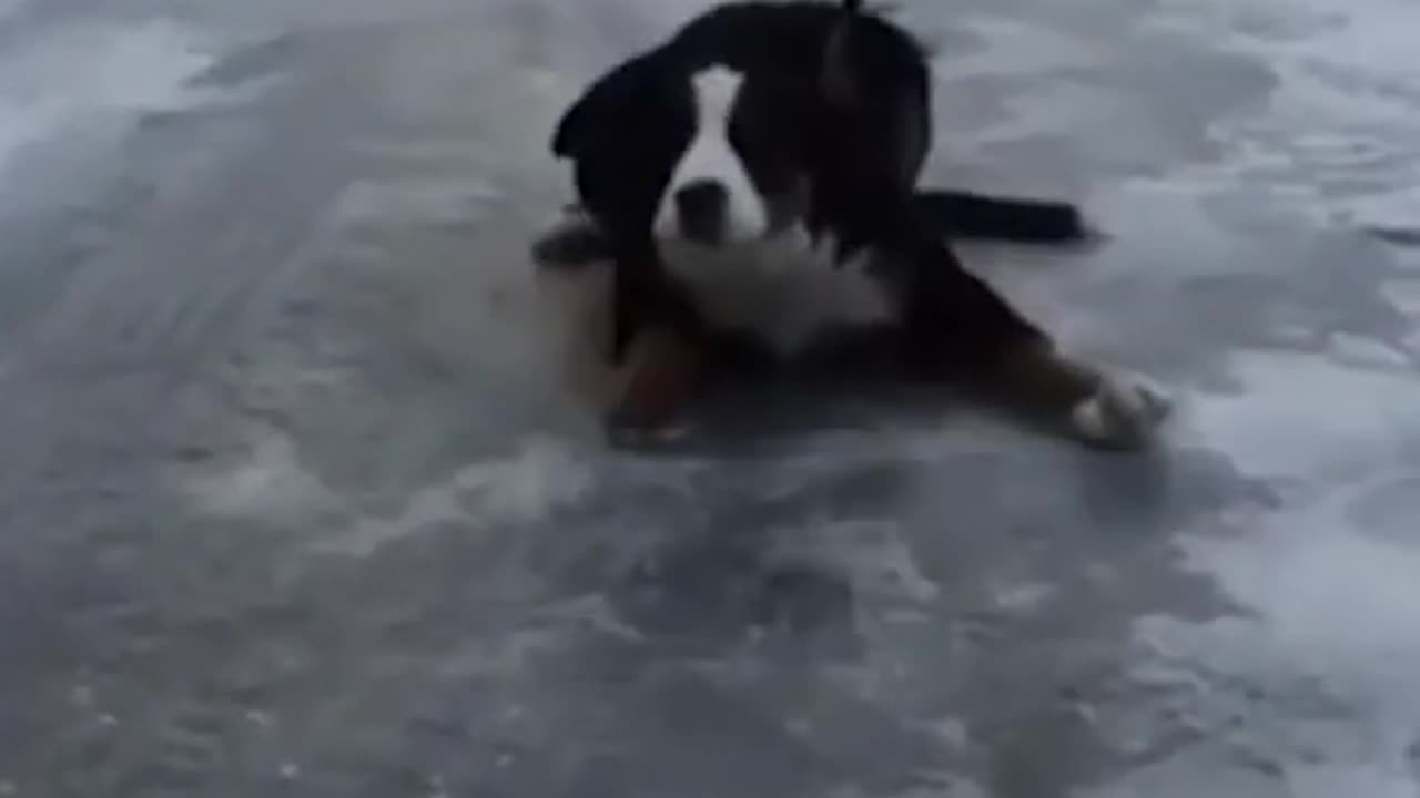 #funny dog fails in ice🙄🙄😁🤣😅