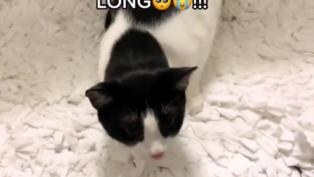 Another heartbreaking video of one of Dash’s asthma attacks.