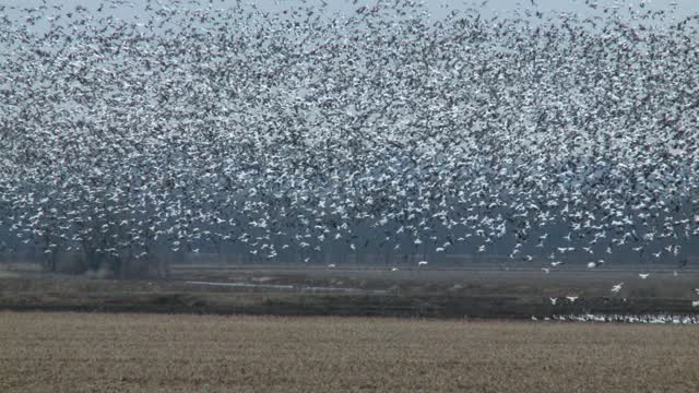 Snow Geese Migration - Timeless
