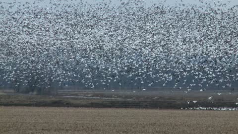 Snow Geese Migration - Timeless