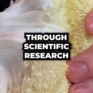 Lion’s Mane is an increasingly popular mushroom with neuroprotective and nootropic effects.