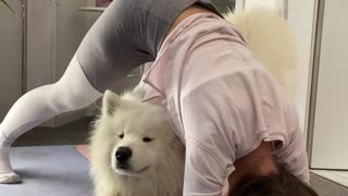 Samoyed Proves To Be The Best Personal Trainer Ever