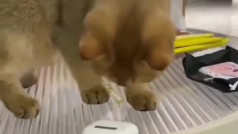 You had 1 job kitty cat smh