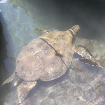 Green sea turtle spotted