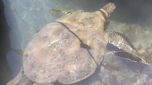 Green sea turtle spotted