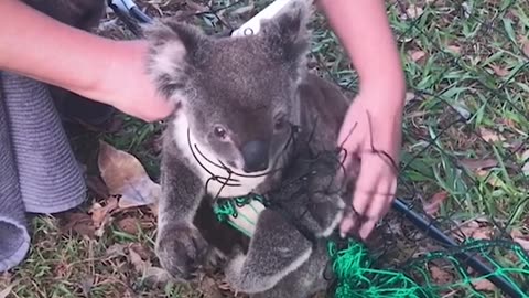 The poor baby koala was so patient! 🐨