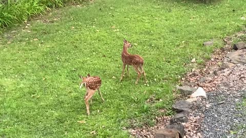 🦌 NW NC at The Treehouse 🌳 The fawns explore by themselves while Lady watches from up high 🦌