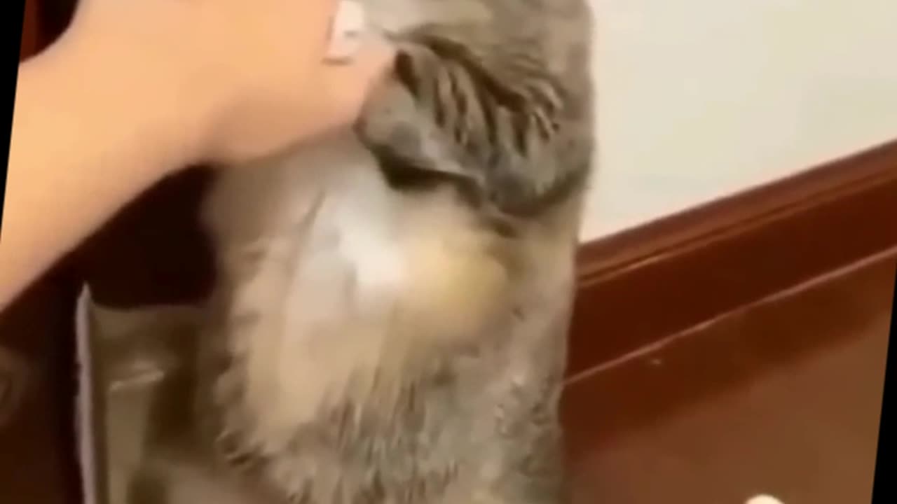 Funny Cute Cats Fail Random Clips😹__ Best #funny Cats #shorts Video😂__ #trending #animals #reels