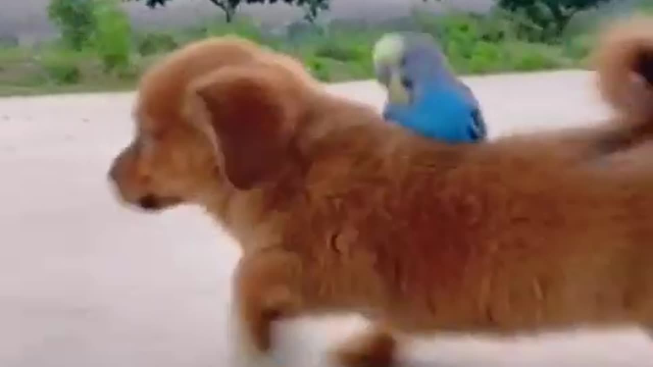 Try not to laugh Funny animals