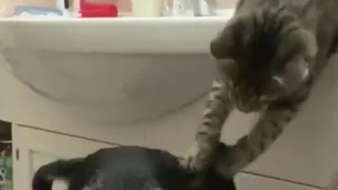 A cats last tribute to after losing her best friend