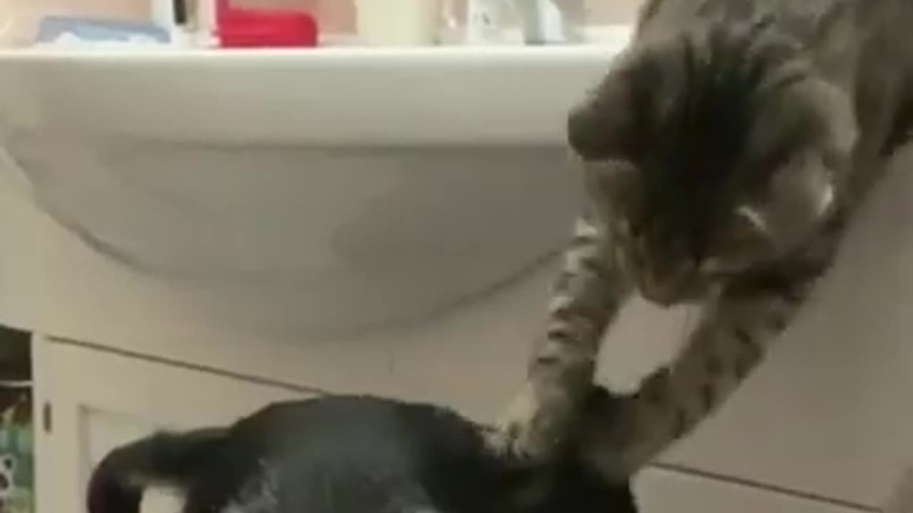 A cats last tribute to after losing her best friend