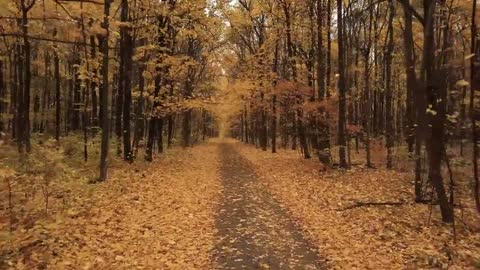 Enchanting Autumn Forests with Beautiful Piano Music