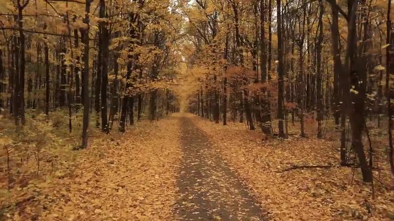 Enchanting Autumn Forests with Beautiful Piano Music