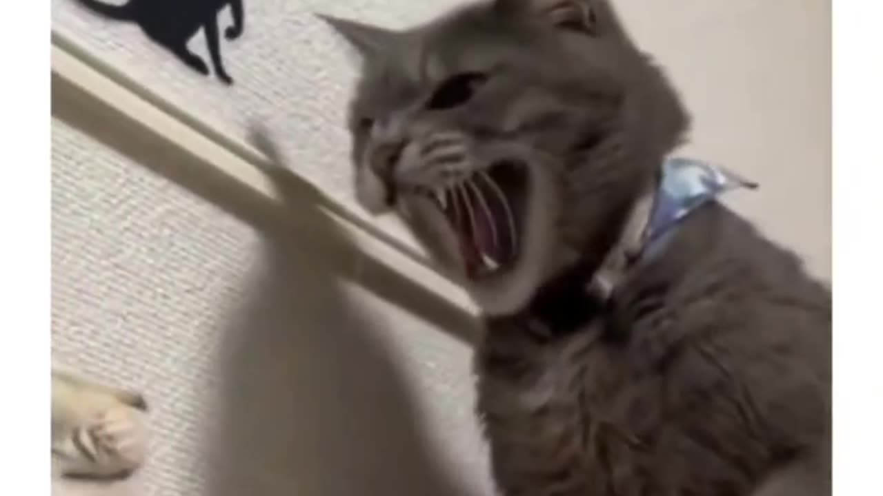 Cat Slap Drama: When Kitty Discipline Goes Viral!