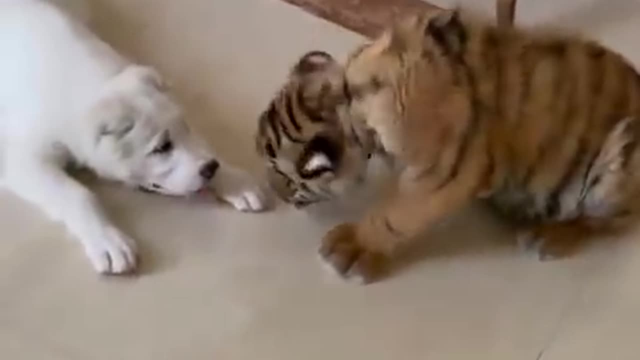 Big Cats: Kings of the Jungle"