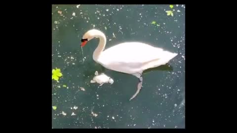 Baby Swan enjoys a swim with its mother Too funny!