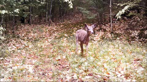 Life and Death in my own backyard