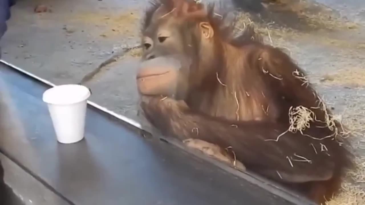 Funny Animals