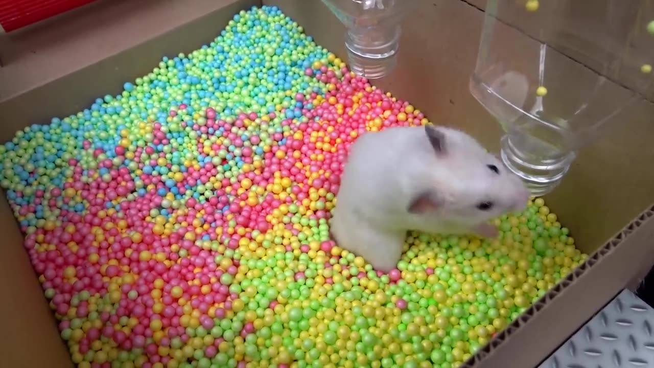 New maze for cute hamster in real life!