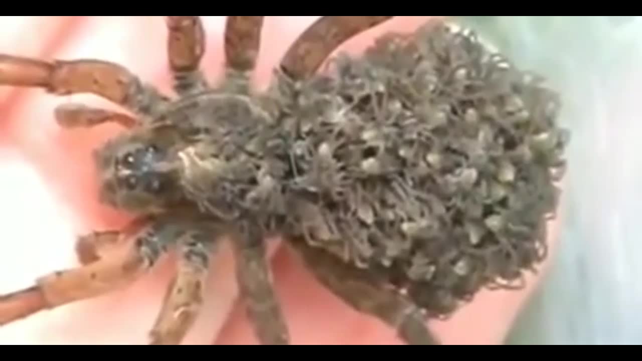 Spider with kids