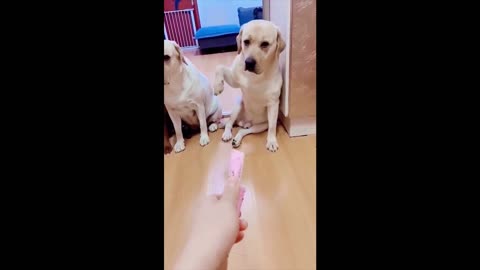 try not to fall in love with these cute and funny pet videos