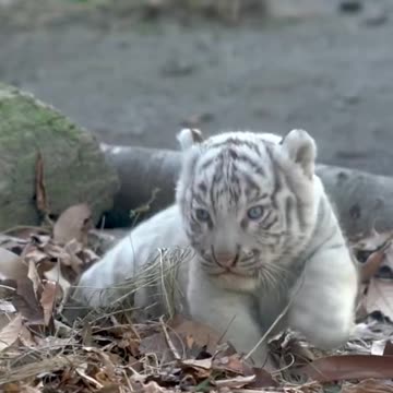 Cute white Tiger