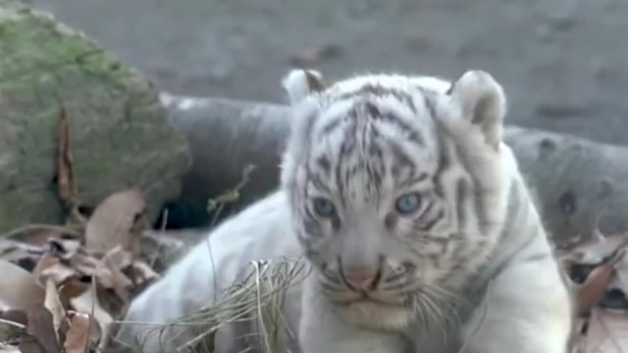 Cute white Tiger