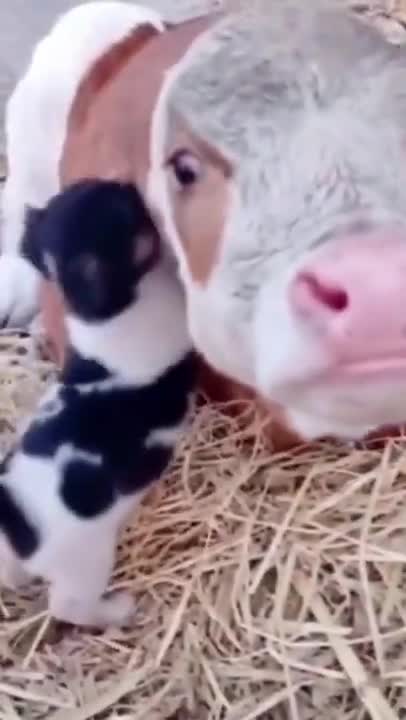 Cute Animal Video | Cute puppy playing with a Cow