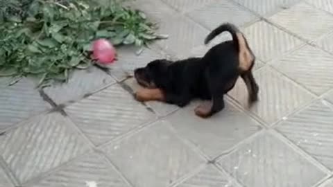 Play with balloon