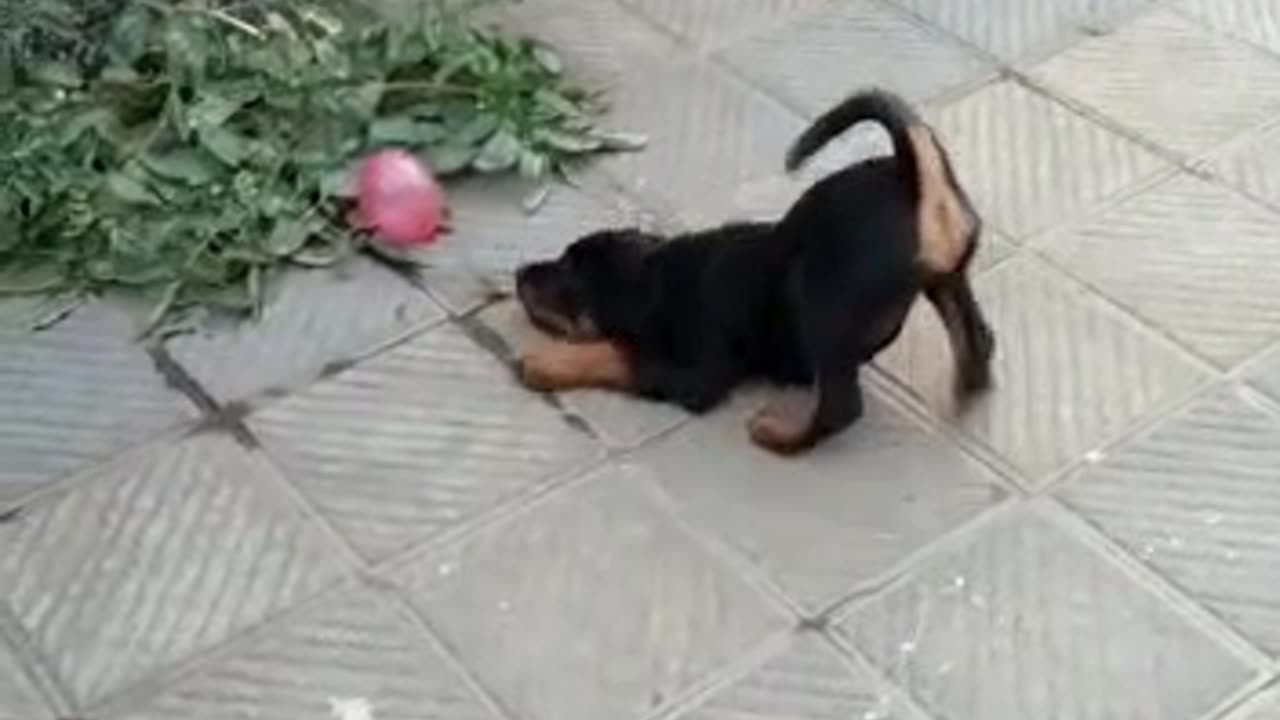 Play with balloon