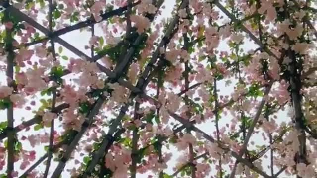 Ngôi nhà hoa tuyệt đẹp #bonsai