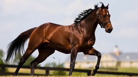 10 Most Expensive Horses Ever Sold In The World