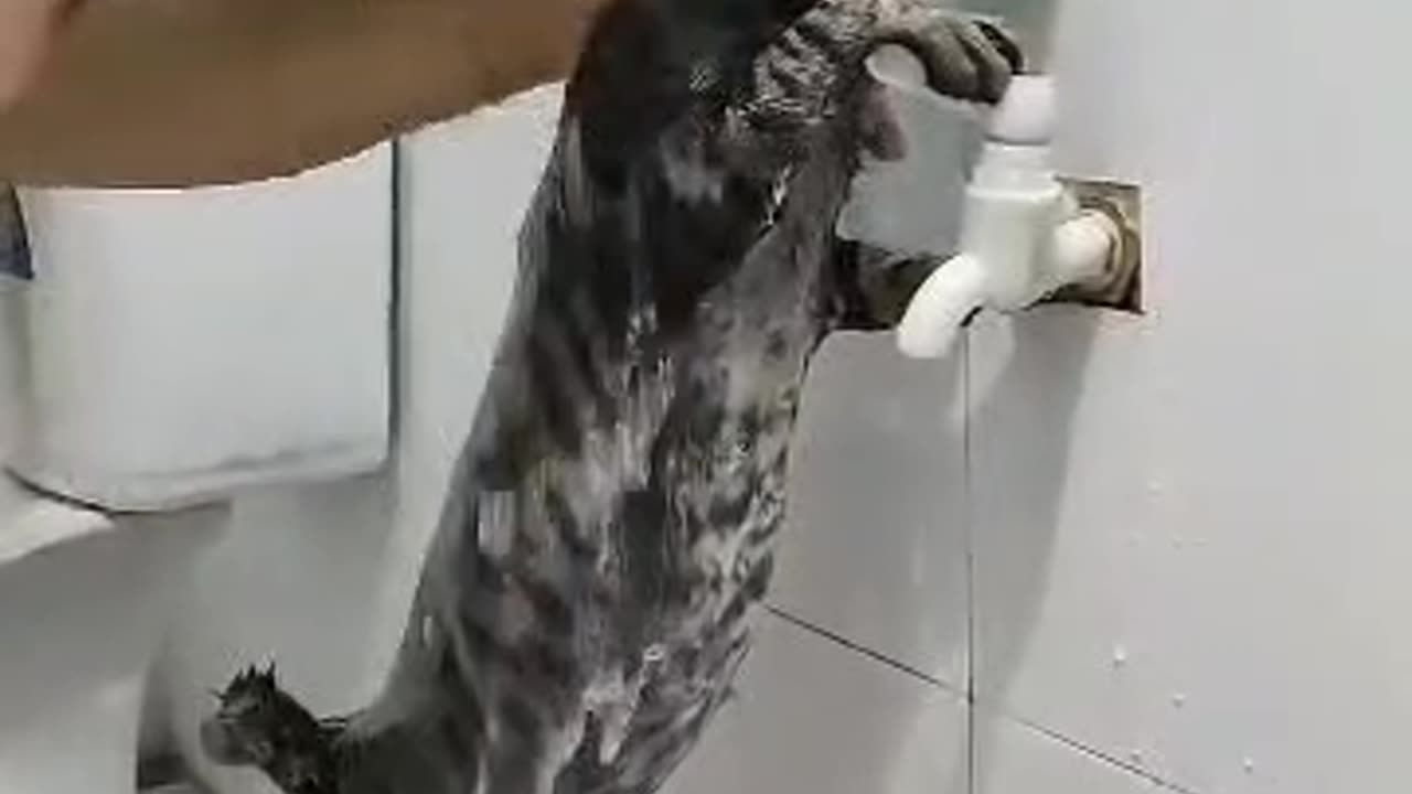 cat shower