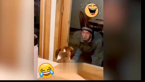 Funny Dogs